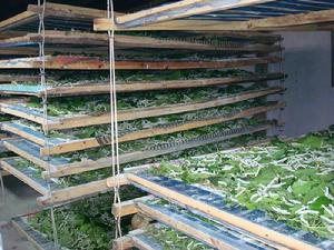 （圖）種植業_養蠶