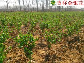 樹形四季金銀花 樹形四季金銀花