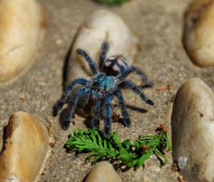 委內瑞拉粉紅腳捕鳥蛛 委內瑞拉粉紅腳捕鳥蛛