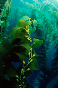 巨型褐藻