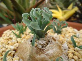 寬葉彈簧草 寬葉彈簧草