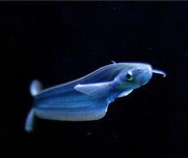 玻璃海象 玻璃海象