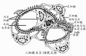 腎臟疾病伴發的精神障礙