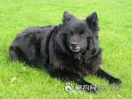 瑞典拉普獵犬 瑞典拉普獵犬