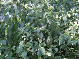 南川冠唇花 南川冠唇花