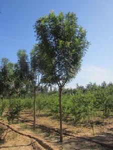 秋紫白蠟 秋紫白蠟