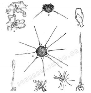 梣球針殼 梣球針殼