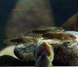 多鱗爬岩鰍 多鱗爬岩鰍