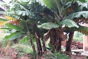 迤南莊村-種植業