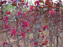 紅葉海棠