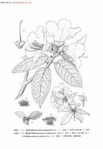 泡泡葉杜鵑 泡泡葉杜鵑