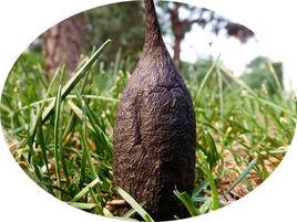 烏靈菌粉 烏靈菌粉