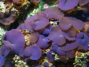 香菇珊瑚