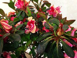 杜鵑花的常見病害及防治 杜鵑花的常見病害及防治