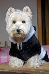 西高地白綆 西高地白綆