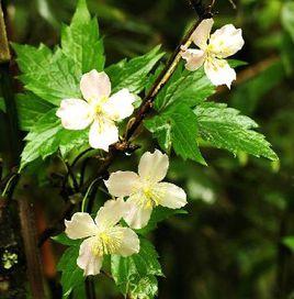 大花繡球藤 大花繡球藤