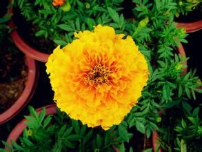 黃花小山菊 黃花小山菊