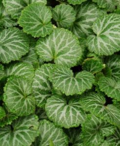 短瓣虎耳草 短瓣虎耳草