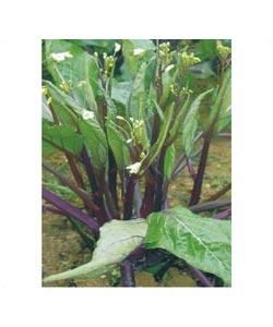 湘紅一號 湘紅一號