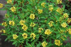 金英[熱帶地區植物]