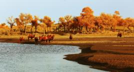 額濟納旗弱水·金沙灣風景區 額濟納旗弱水·金沙灣風景區