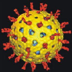 （圖）腺病毒性腸炎