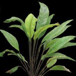 西非竹竽 西非竹竽