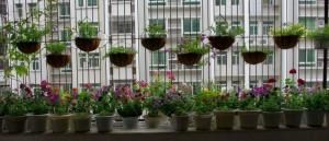 陽台種花 陽台種花