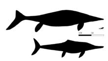 紐西蘭大魚龍