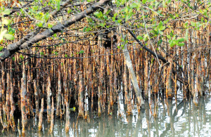 丹東鴨綠江口濱海濕地國家級自然保護區