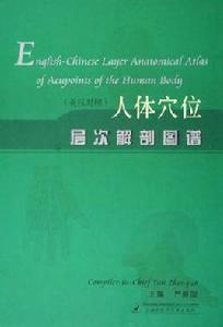 人體穴位層次解剖圖譜 人體穴位層次解剖圖譜