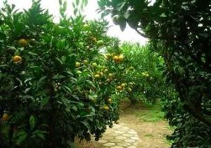 桔洲穹廬 桔洲穹廬