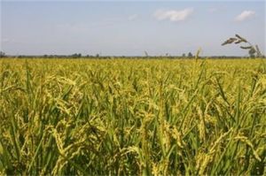 中丹29號 中丹29號