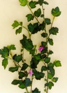 粗葉地桃花 粗葉地桃花