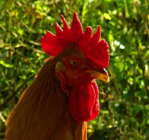 榴園草雞 榴園草雞