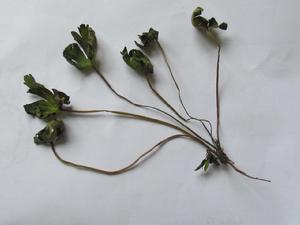 岩生銀蓮花 岩生銀蓮花