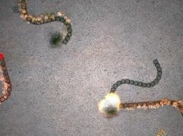 火球貪食蛇對決