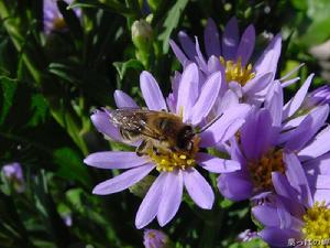 （圖）柳葉紫苑