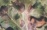 菊花黑斑病 菊花黑斑病