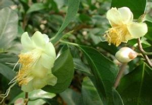 淡黃金花茶 淡黃金花茶