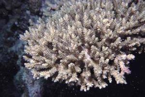 網銳孔珊瑚