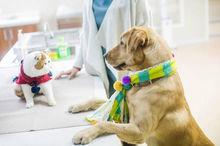 名貓紅小胖與神犬小七