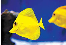 廣州海洋館黃金鱂