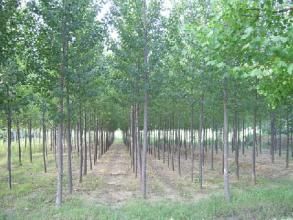 東龐戈莊村 東龐戈莊村
