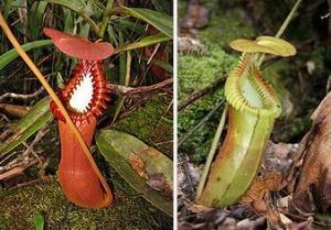 愛德華豬籠草的下位籠（左）和哈里豬籠草的下位籠（右）