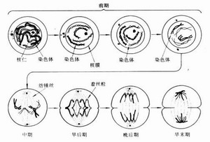 （圖）染色體遺傳學說