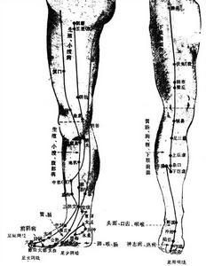 （圖）下肢部經絡腧穴1