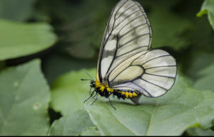 冰清絹蝶 冰清絹蝶