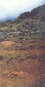 墨脫自然保護區