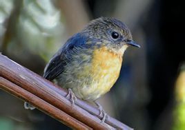 棕胸藍姬鶲馬來亞種 棕胸藍姬鶲馬來亞種